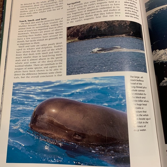 Whales & Dolphins Book (3 for $20) - Picture 3 of 8